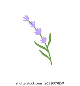 Minimal lavender bunch vector illustration in a calming, Provencal style. Perfect for natural product packaging, countryside themes, and eco-friendly branding