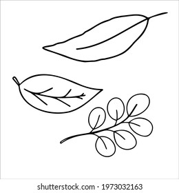 Minimal leaf in doodle style. Botany elements with white background