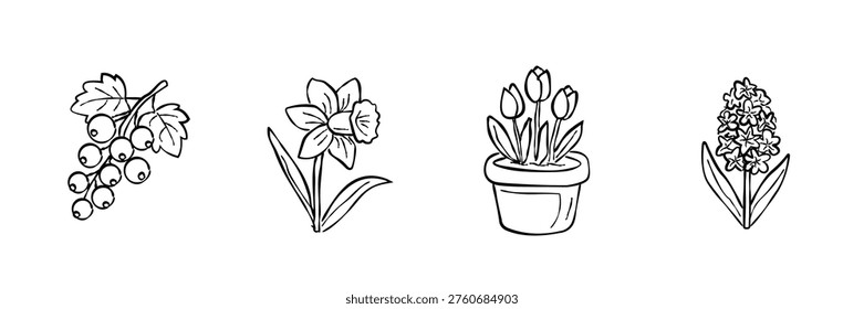 Minimal line art of currants, daffodil and potted tulips isolated on white
