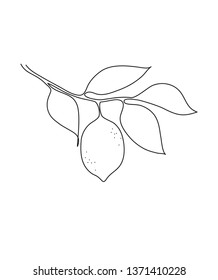 minimal monochrome illustration of a lemon branch with fruits and leaves drawn with a continuous line.