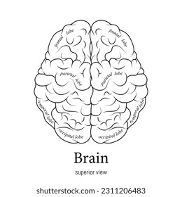 Minimal neuroscience infographic black and white. Human brain lobes and functions illustration. Brain anatomy structure sections. Futuristic neurobiology scientific medical vector.