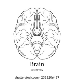 Minimal neuroscience infographic black and white. Human brain lobes and functions illustration. Brain anatomy structure sections. Futuristic neurobiology scientific medical vector.