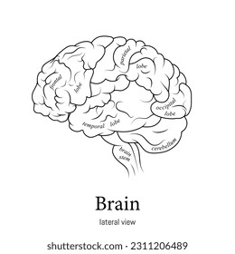 Minimal neuroscience infographic black and white. Human brain lobes and functions illustration. Brain anatomy structure sections. Futuristic neurobiology scientific medical vector.