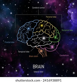 Minimal neuroscience infographic on cosmic background. Human brain lobes and functions illustration. Brain anatomy structure sections. Futuristic neurobiology scientific medical vector.