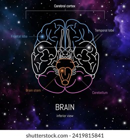 Minimal neuroscience infographic on cosmic background. Human brain lobes and functions illustration. Brain anatomy structure sections. Futuristic neurobiology scientific medical vector.