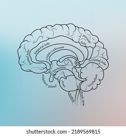 Minimal neuroscience infographic on gradient. Human brain lobes and functions illustration. Brain anatomy structure sections. Futuristic neurobiology scientific medical vector.
