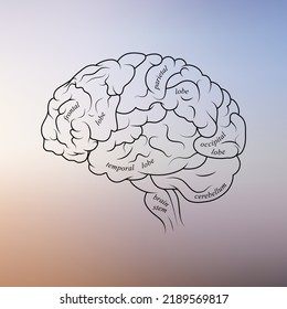 Minimal neuroscience infographic on gradient. Human brain lobes and functions illustration. Brain anatomy structure sections. Futuristic neurobiology scientific medical vector.
