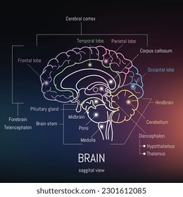 Minimal neuroscience infographic on gradient. Human brain lobes and functions illustration. Brain anatomy structure sections. Futuristic neurobiology scientific medical vector.