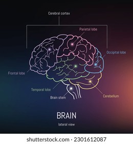 Minimal neuroscience infographic on gradient. Human brain lobes and functions illustration. Brain anatomy structure sections. Futuristic neurobiology scientific medical vector.