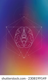 Infografía mínima de neurociencia sobre gradiente. Lobos cerebrales humanos e ilustración de funciones. Secciones de la estructura de la anatomía cerebral. Vector médico científico de neurobiología futurista.