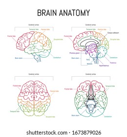 Minimal neuroscience infographic on white. Human brain lobes and functions illustration. Brain anatomy 
structure sections. Futuristic  neurobiology scientific medical vector.