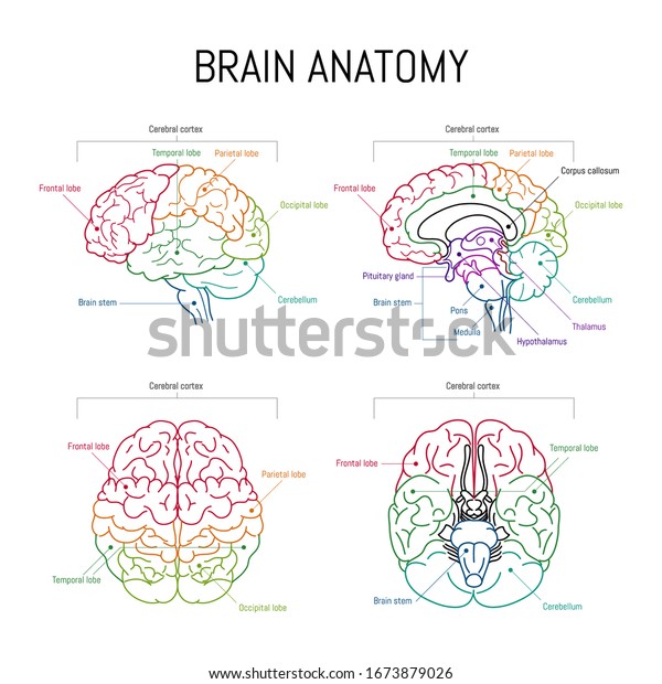 Minimal\
neuroscience infographic on white. Human brain lobes and functions\
illustration. Brain anatomy \
structure sections. Futuristic \
neurobiology scientific medical\
vector.
