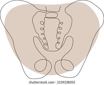 Female Pelvis Bone Anatomy, Vector Illustration 24393244 Vector