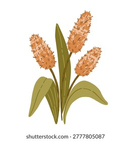 Minimal reed grass botanical illustration in soft earthy colors. 