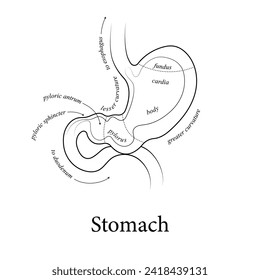Minimal stomach and gastrointestinal system illustration on gradient. Abdomen internal organs anatomy. Futuristic medical scientific vector clipart.