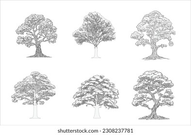 Minimal style cad sculpture tree line drawing, Side view, set of graphics trees elements outline symbol for architecture and landscape design drawing. Vector illustration in stroke fill in white.