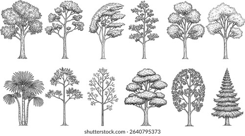 Minimal style cad tree line drawing, Side view, set of graphics trees elements outline symbol for architecture and landscape design drawing. 
