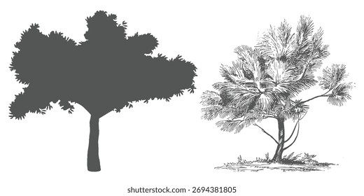 Estilo minimalista CAD Tree Line Drawings Side View Conjunto de símbolos de contorno de árbol tropical para Ilustración vectorial de diseño arquitectónico y paisajístico en trazo blanco