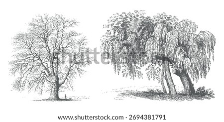 Minimal Style CAD Tree Line Drawings Side View Set of Tropical Tree Outline Symbols for Architecture and Landscape Design  Vector Illustration in White Stroke