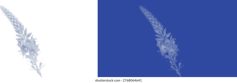 Minimal white veronica flower cyanotype halftone nature print for minimalist bathroom decor and modern apothecary label art poster decoration design