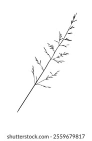 minimaliistic cereal branch, botanical vector illustration