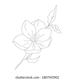 Minimalism line drawing. Flower vector one line art. Botanical Sketch Vector Illustration. Nature vector Line drawing.