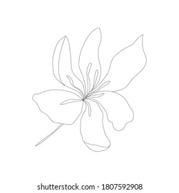 Minimalism line drawing. Flower vector one line art. Botanical Sketch Vector Illustration. Nature vector Line drawing.