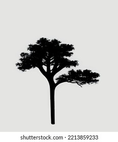minimalism in nature for backgrounds