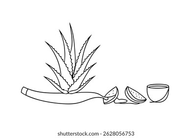 Minimalist aloe vera illustration with watermelon slices and bowl in a white background