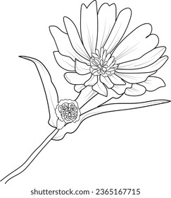 minimalist aster flowers tattoo, black aster tattoo,  small black cosmos tattoos, asters flower drawing, aster flower drawing tattoo, drawing September flower tattoos, aster September birth flowers.