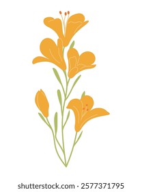 Minimalist beautiful vector illustration of elegant yellow lily flowers with delicate green stems and buds. Ideal for use in botanical design, greeting cards, wedding invitations