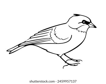 Minimalist Bird Outline Illustration vector
