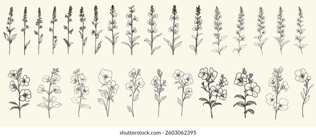Minimalist black line art of speedwell wildflowers for boho-themed branding, chic wedding stationery, eco-conscious decor, hand drawn floral branch, trendy greenery, rustic wedding invitations