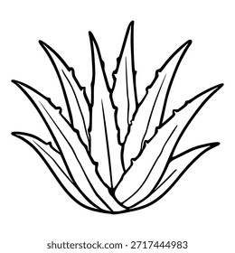 Ilustración vectorial minimalista en blanco y negro de una planta de aloe vera, mostrando sus hojas puntiagudas y su forma orgánica.