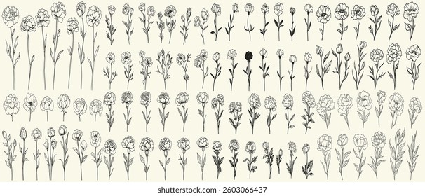 Minimalist botanical floral branch hand drawn greenery for vintage wedding decor, chic branding, feminine carnations for classic invitations, personalized decor, floral design,