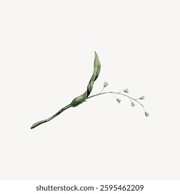 Minimalist botanical illustration of a delicate green plant with slender leaves and small buds, showcasing nature's simplicity and elegance in a minimalist style. Minimal illustration vector.