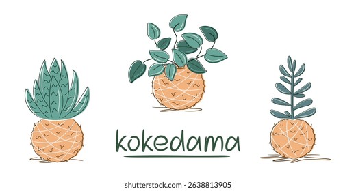 Minimalist botanical illustration. Elegant kokedama set with succulents and  scindapsus on white background. Perfect for nature, decor, and eco-home visuals