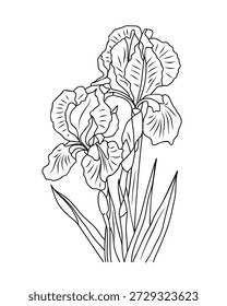 Ilustração botânica minimalista de duas flores de íris em plena floração com folhas longas em forma de espada, trabalho de linha detalhada e fundo branco simples.