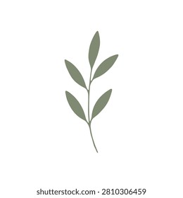 Minimalist botanical leaf and branch vector. Simple hand-drawn sage green foliage element.