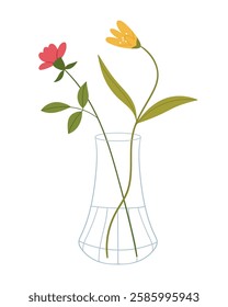 Minimalist bouquet in a transparent vase.Field flower, simple bouquet in glass vase. Floral plants, stems, blooming summer wildflowers. 