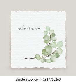 Minimalist cards eucalyptus or silver dollar leaves  soft green on white background vector texture watercolor. Healing Herbs for cards, wedding invitation.