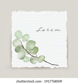 Minimalist cards eucalyptus or silver dollar leaves  soft green on white background vector texture watercolor. Healing Herbs for cards, wedding invitation.