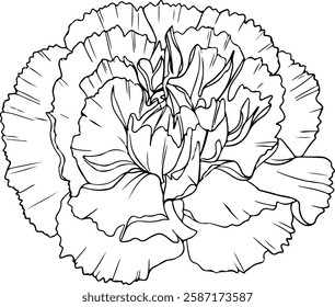 Minimalist Carnation with Soft Ruffled Petals Outline