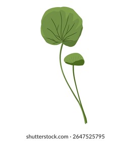 Vetor foliar minimalista centella asiatica, planta centella asiatica, cuidados faciais, plantas medicinais naturais à base de plantas