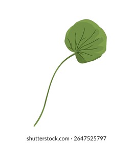 Vetor foliar minimalista centella asiatica, planta centella asiatica, cuidados faciais, plantas medicinais naturais à base de plantas