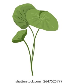 Vetor foliar minimalista centella asiatica, planta centella asiatica, cuidados faciais, plantas medicinais naturais à base de plantas