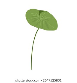 Vetor foliar minimalista centella asiatica, planta centella asiatica, cuidados faciais, plantas medicinais naturais à base de plantas