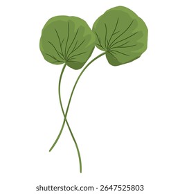 Vetor foliar minimalista centella asiatica, planta centella asiatica, cuidados faciais, plantas medicinais naturais à base de plantas