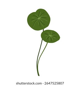 Vetor foliar minimalista centella asiatica, planta centella asiatica, cuidados faciais, plantas medicinais naturais à base de plantas