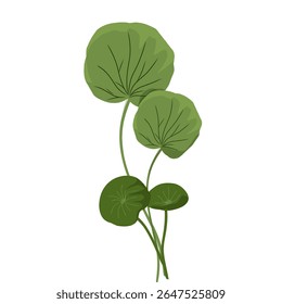Vetor foliar minimalista centella asiatica, planta centella asiatica, cuidados faciais, plantas medicinais naturais à base de plantas